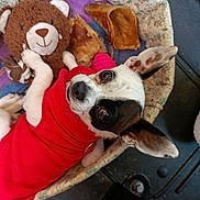 Bounty a rejoint le concours — aidez-le/la à gagner de superbes lots ! dog, puppy, pet, red_clothing, teddy_bear, plush_toy, blanket, bed, indoor, portrait, close_up, lying_down, looking_at_camera, large_ears, black_and_white, brown_markings, cozy, colorful, candid, cute