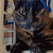 Sara a rejoint le concours — aidez-le/la à gagner de superbes lots ! cat, tortoiseshell_cat, pet, animal, feline, fur, ears, whiskers, eyes, paw, shelf, indoor, close_up, cute, hair_tie, relaxed, domestic_animal, portrait, household, resting