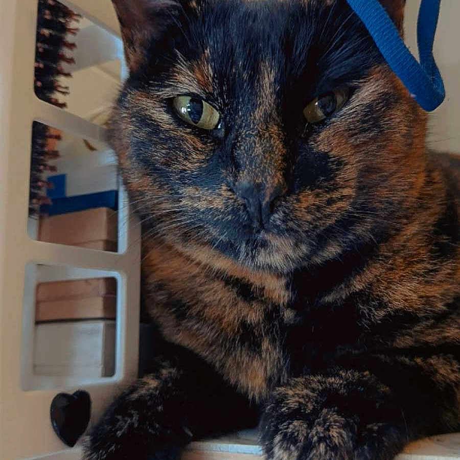 Sara a rejoint le concours — aidez-le/la à gagner de superbes lots ! cat, tortoiseshell_cat, pet, animal, feline, fur, ears, whiskers, eyes, paw, shelf, indoor, close_up, cute, hair_tie, relaxed, domestic_animal, portrait, household, resting
