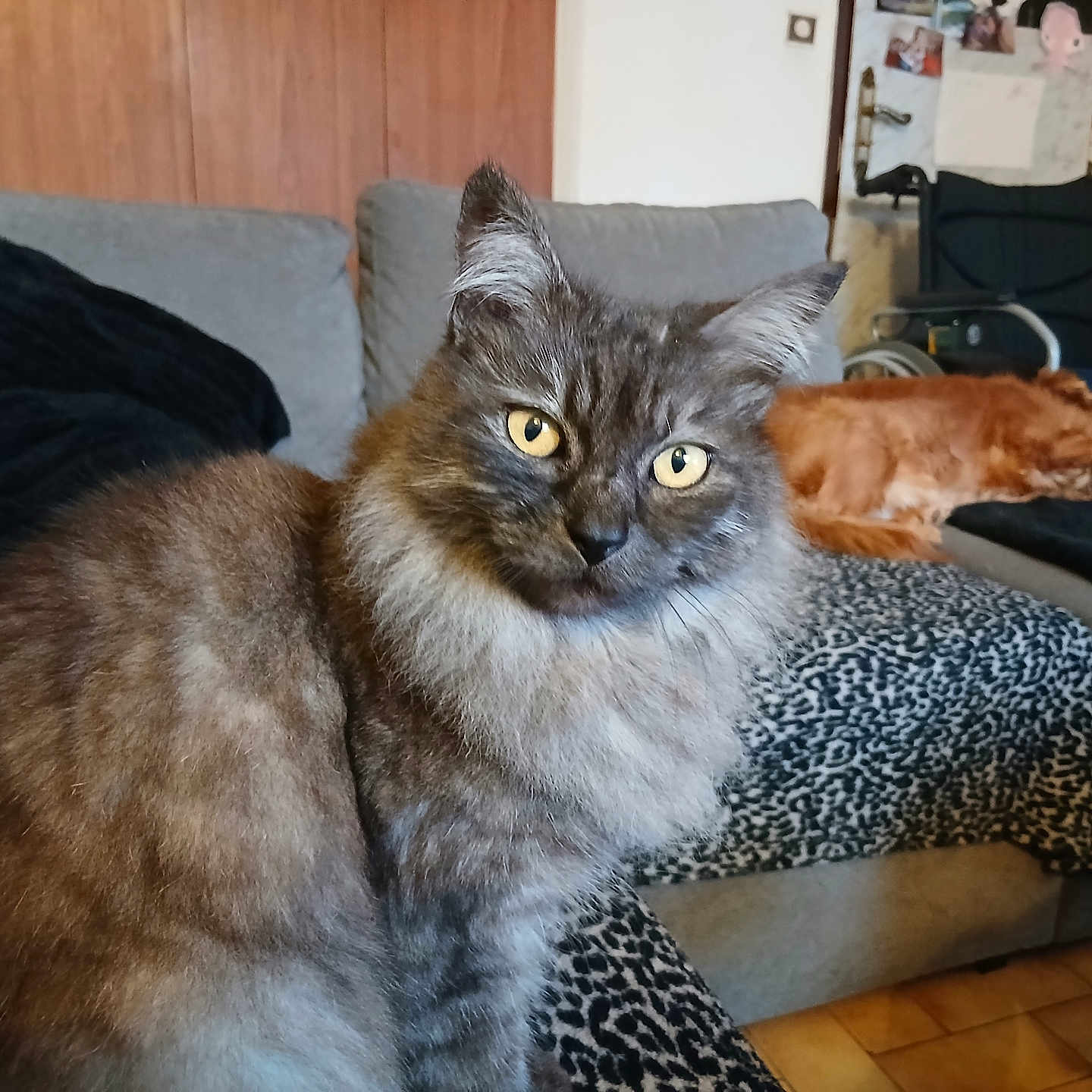 Mireille Castellani a rejoint le concours — aidez-le/la à gagner de superbes lots ! animal, blanket, cat, companion, couch, cozy, dog, domestic, furniture, furry, golden_dog, gray_cat, home, indoor, living_room, pet, relaxing, sleeping_dog, wheelchair, yellow_eyes