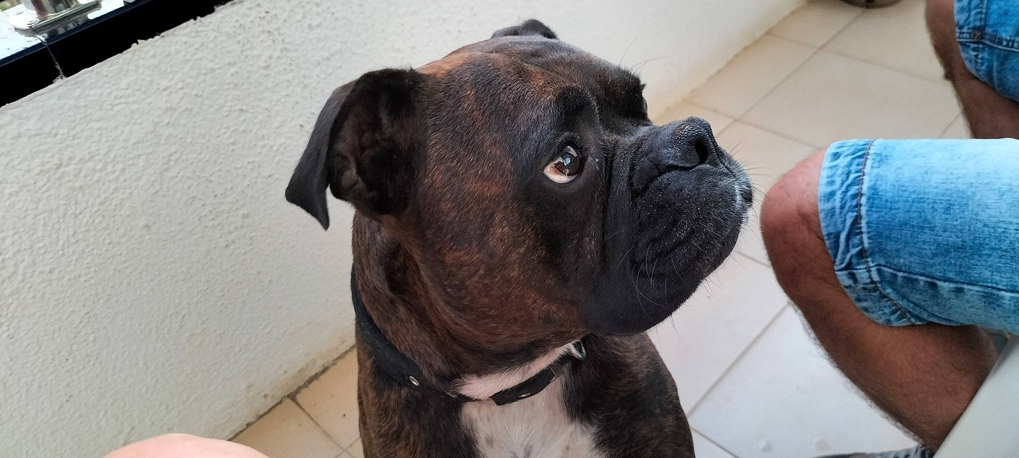 Never a rejoint le concours — aidez-le/la à gagner de superbes lots ! ancient_dog_breeds, boxer, canidae, carnivore, collar, companion_dog, dog, dog_breed, dog_collar, fawn, fur, liver, molosser, pet_supply, snout, sporting_group, whiskers, working_animal, working_dog, wrinkle