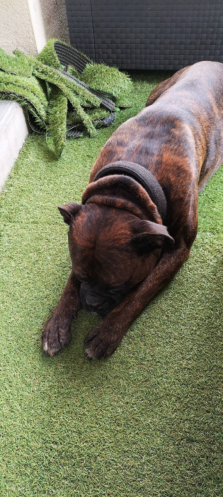 Never participe au concours pour gagner de l'argent avec cette photo : canidae, carnivore, dog, dog_breed, ear, fawn, felidae, fur, grass, liver, natural_material, plant, snout, sporting_group, tail, terrestrial_animal, wildlife, wood, working_animal, wrinkle