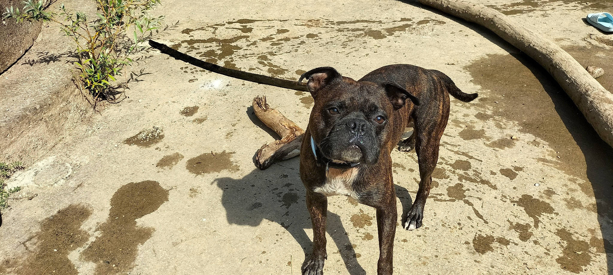 Never participe au concours pour gagner de l'argent avec cette photo : beach, canidae, carnivore, collar, dog, dog_breed, dog_collar, fawn, guard_dog, non_sporting_group, plant, sand, snout, soil, sporting_group, tail, terrestrial_animal, treeing_tennessee_brindle, working_animal, working_dog