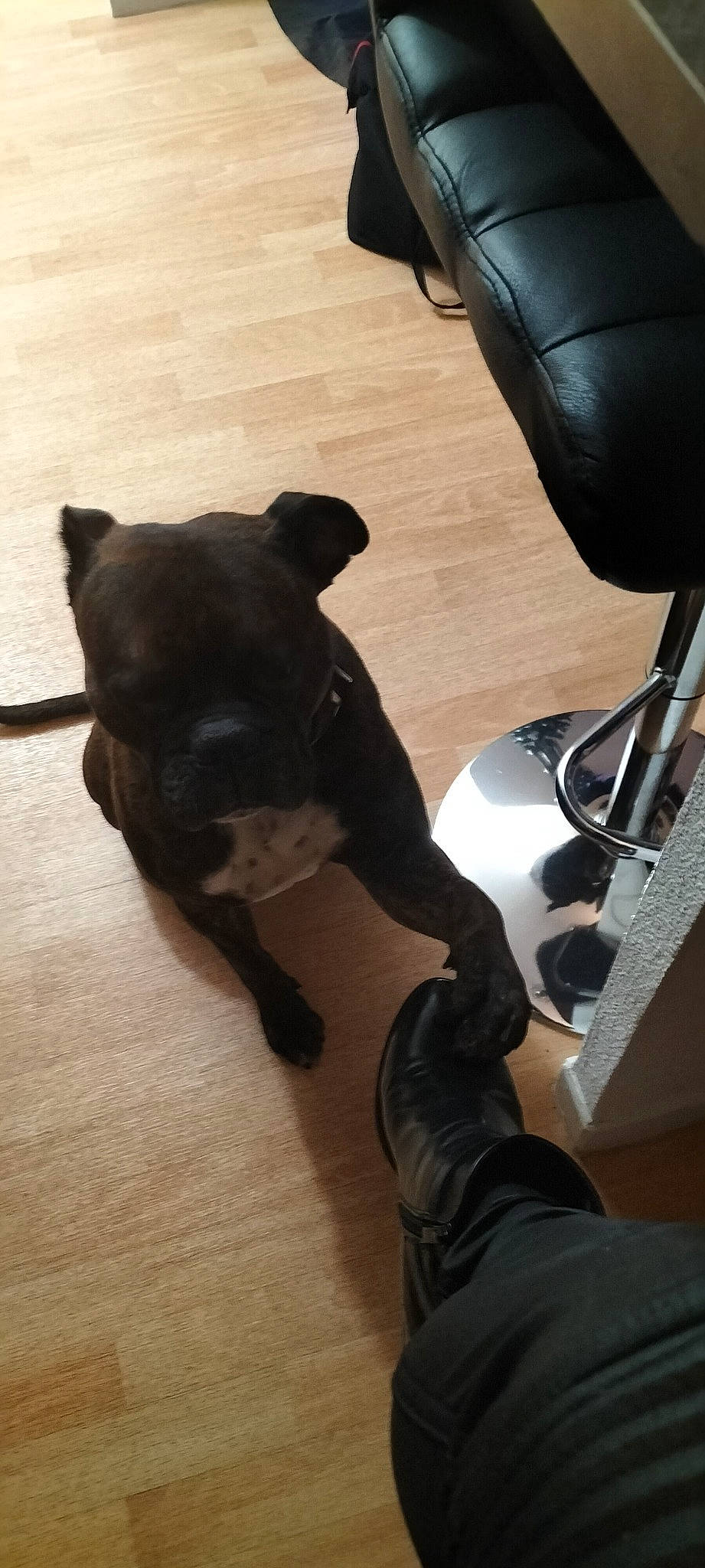 Never a rejoint le concours — aidez-le/la à gagner de superbes lots ! auto_part, carnivore, chair, comfort, companion_dog, dog, dog_breed, fawn, flooring, guard_dog, hardwood, office_chair, paw, personal_protective_equipment, sporting_group, tail, toy_dog, whiskers, wood, working_animal