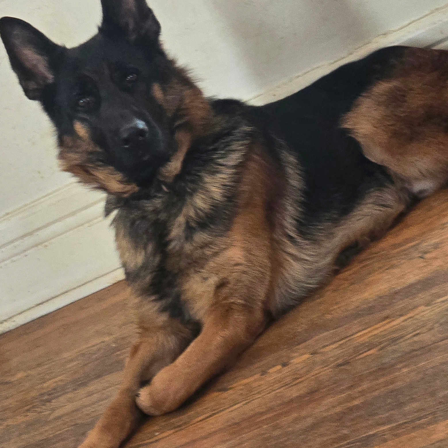 Blue joined the competition — help win amazing prizes! alert, animal, black, brown, calm, canine, companion, dog, domestic_animal, ears, face, fur, german_shepherd, indoor, lying_down, mammal, paw, pet, resting, wooden_floor