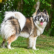 Ubi participe au concours pour gagner de l'argent avec cette photo : animal, blue_eyes, canine, daylight, dog, fluffy, forest, fur, grass, greenery, happy, mammal, nature, outdoor, pet, portrait, standing, summer, tail, tongue_out