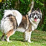 animal, blue_eyes, canine, daylight, dog, fluffy, forest, fur, grass, greenery, happy, mammal, nature, outdoor, pet, portrait, standing, summer, tail, tongue_out