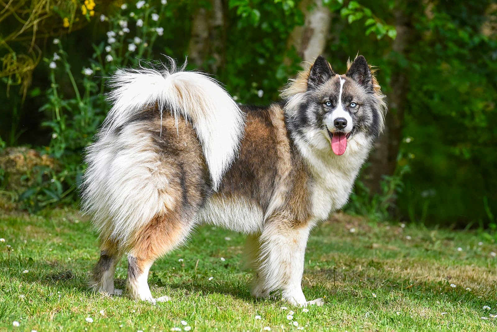 Ubi participe au concours pour gagner de l'argent avec cette photo : animal, blue_eyes, canine, daylight, dog, fluffy, forest, fur, grass, greenery, happy, mammal, nature, outdoor, pet, portrait, standing, summer, tail, tongue_out
