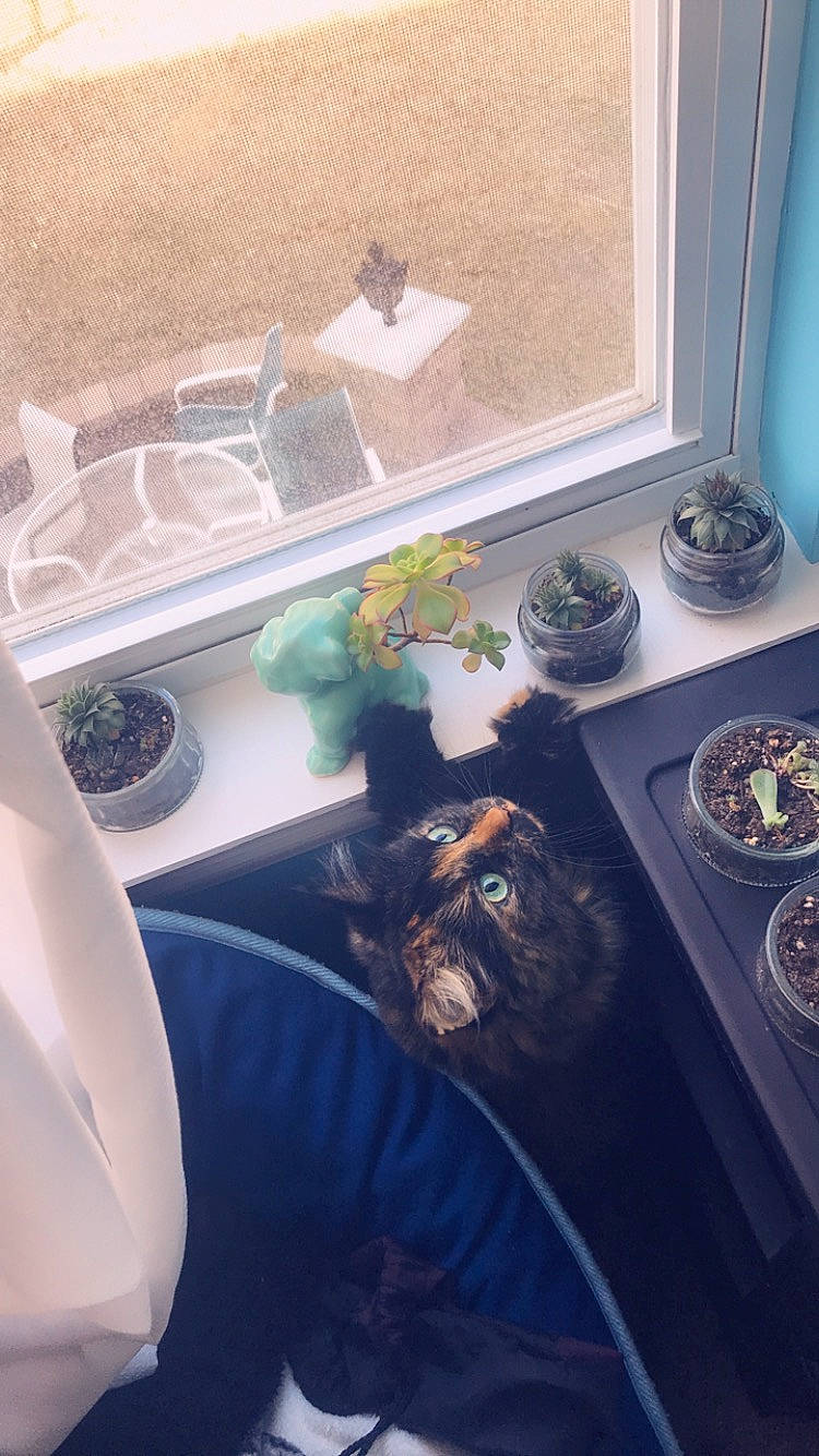 Kiya is registered to the contest to win money with this photo: room