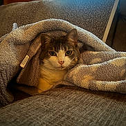 Moomoo is registered to the contest to win money with this photo: cat, blanket, cozy, indoor, couch, furniture, pet, fur, animal, resting, curious, window, light, soft_texture, warm, relaxed, home, comfort, snug, domestic