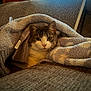 cat, blanket, cozy, indoor, couch, furniture, pet, fur, animal, resting, curious, window, light, soft_texture, warm, relaxed, home, comfort, snug, domestic