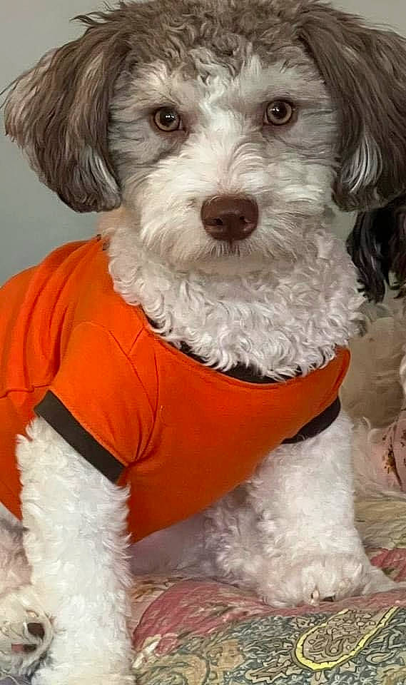 Woody joined the competition — help win amazing prizes! canidae, carnivore, companion_dog, dog, dog_breed, dog_clothes, dog_supply, fur, liver, maltepoo, non_sporting_group, poodle_crossbreed, puppy, small_terrier, snout, sporting_group, terrier, toy_dog, water_dog, working_animal