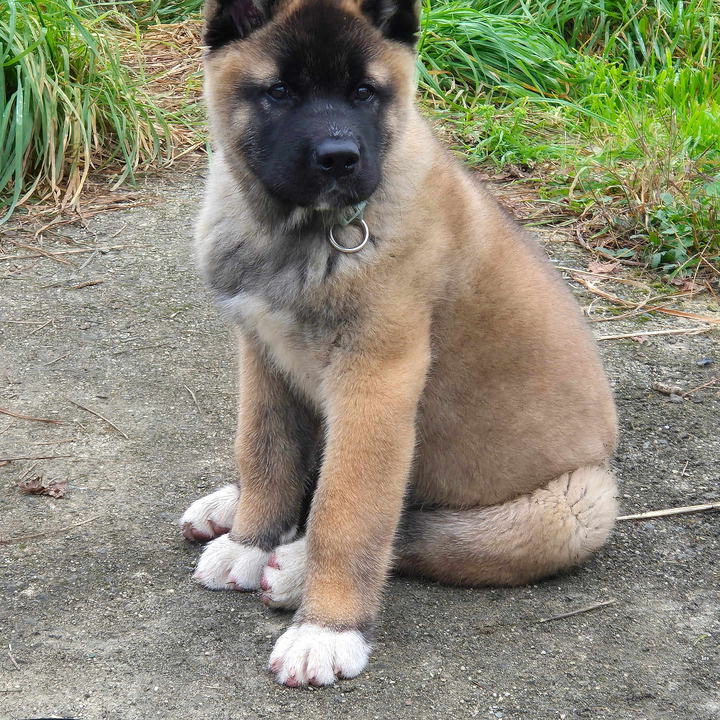 Végas a rejoint le concours — aidez-le/la à gagner de superbes lots ! accessories, animal, bulldog, canine, dog, fox, germanshepherd, grass, husky, kitfox, leash, pet, plant, policedog, puppy, snout, soil, strap
