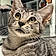 Tigress
