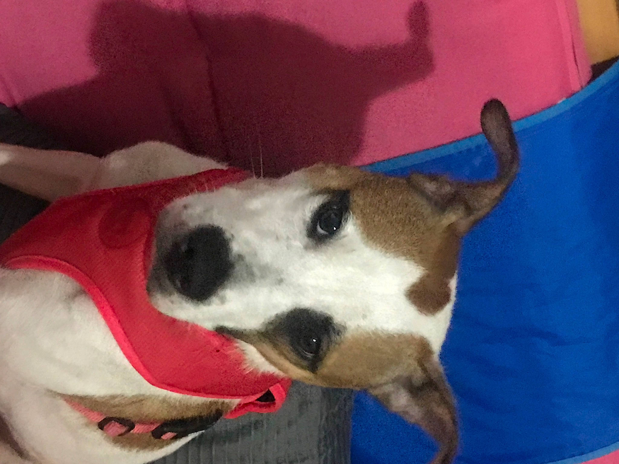 Missy is registered to the contest to win money with this photo: canidae, carmine, carnivore, collar, comfort, companion_dog, dog, dog_breed, dog_collar, dog_supply, fawn, non_sporting_group, pet_supply, snout, sporting_group, terrestrial_animal, whiskers, working_animal