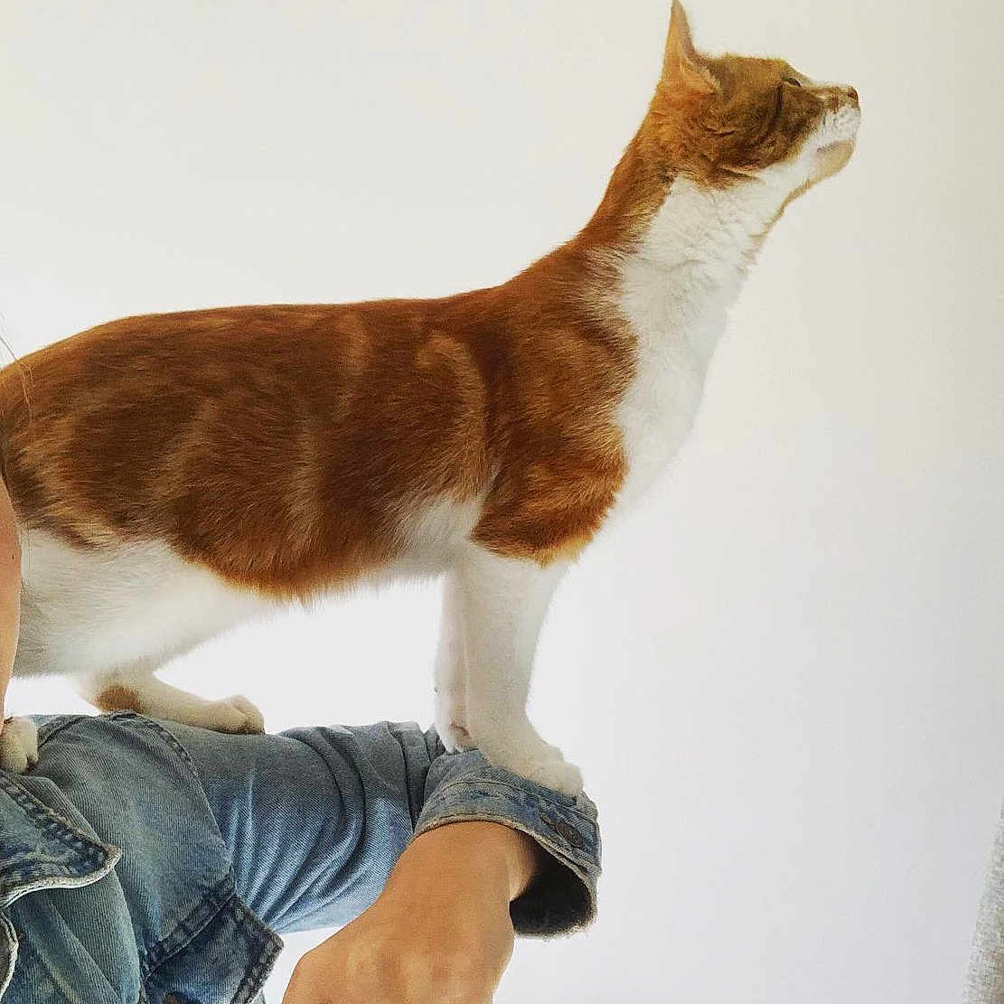 Titou participe au concours pour gagner de l'argent avec cette photo : abyssinian, animal, cat, clothing, egyptiancat, face, hardwood, head, indoors, interiordesign, jeans, kitten, manx, pants, person, pet, photography, sitting, stainedwood, wood