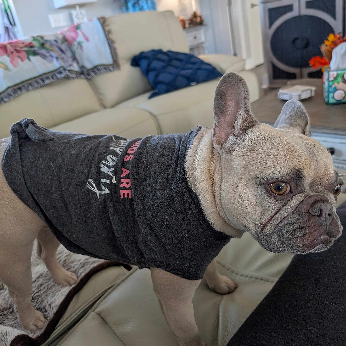 Coco joined the competition — help win amazing prizes! animal, blanket, canine, carpet, couch, dog, domestic_animal, ears, flower_vase, french_bulldog, fur, indoor, lamp, living_room, pet, pet_clothing, pillow, snout, table, wooden_furniture