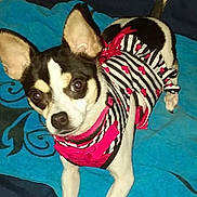 Hoku is registered to the contest to win money with this photo: alert, animal, black_and_white, blanket, blue_blanket, canine, companion, cute, dog, domestic_animal, ears_up, fur, indoors, looking_at_camera, pet_clothing, pink_bow, pink_hearts, small_dog, standing, striped_outfit