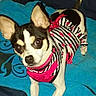 alert, animal, black_and_white, blanket, blue_blanket, canine, companion, cute, dog, domestic_animal, ears_up, fur, indoors, looking_at_camera, pet_clothing, pink_bow, pink_hearts, small_dog, standing, striped_outfit