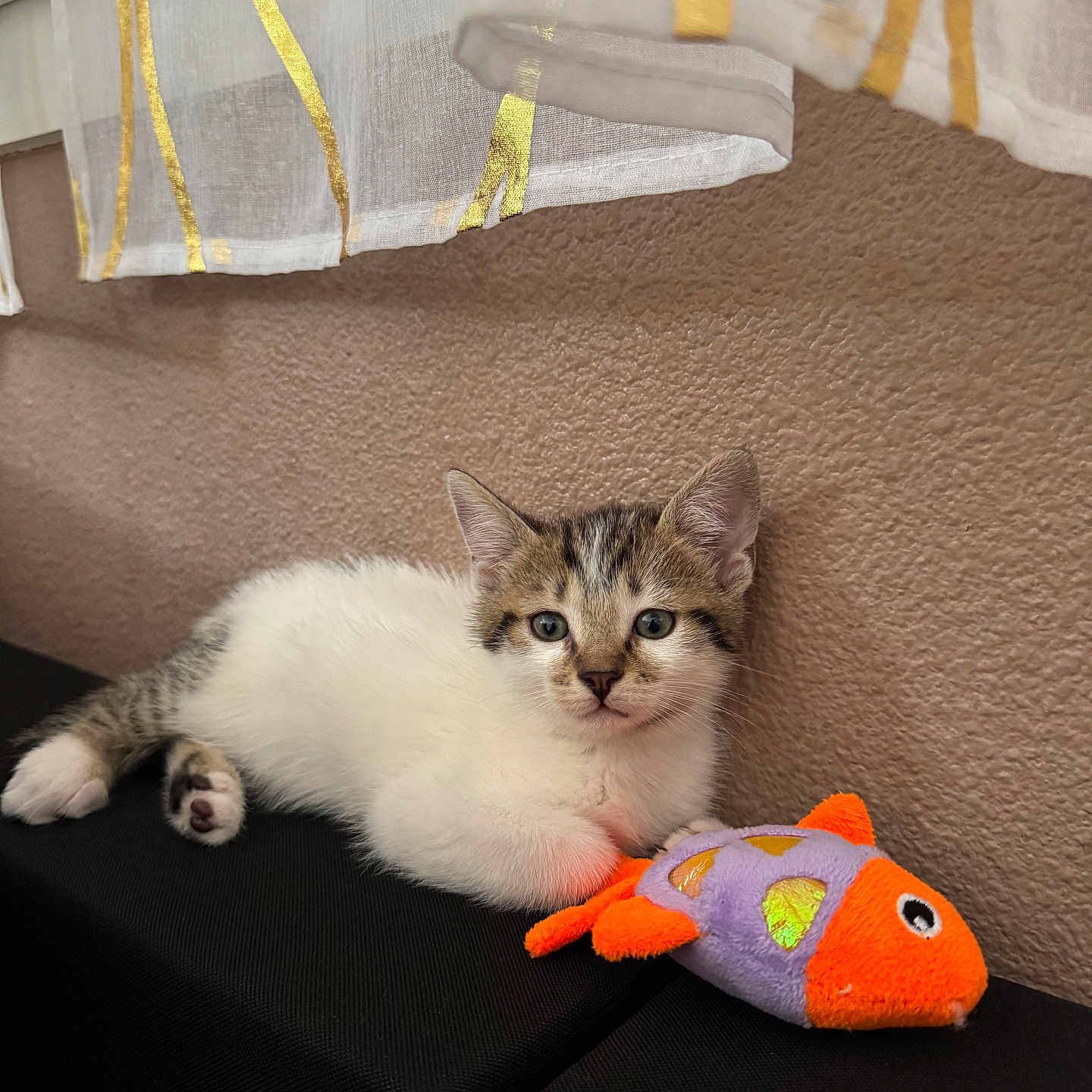 Ryuk participe au concours pour gagner de l'argent avec cette photo : animal, black_surface, cat, cozy, curtain, cute, feline, fish_toy, indoor, kitten, pet, plush, relaxed, resting, small, striped_curtain, tabby, toy, wall, white_fur