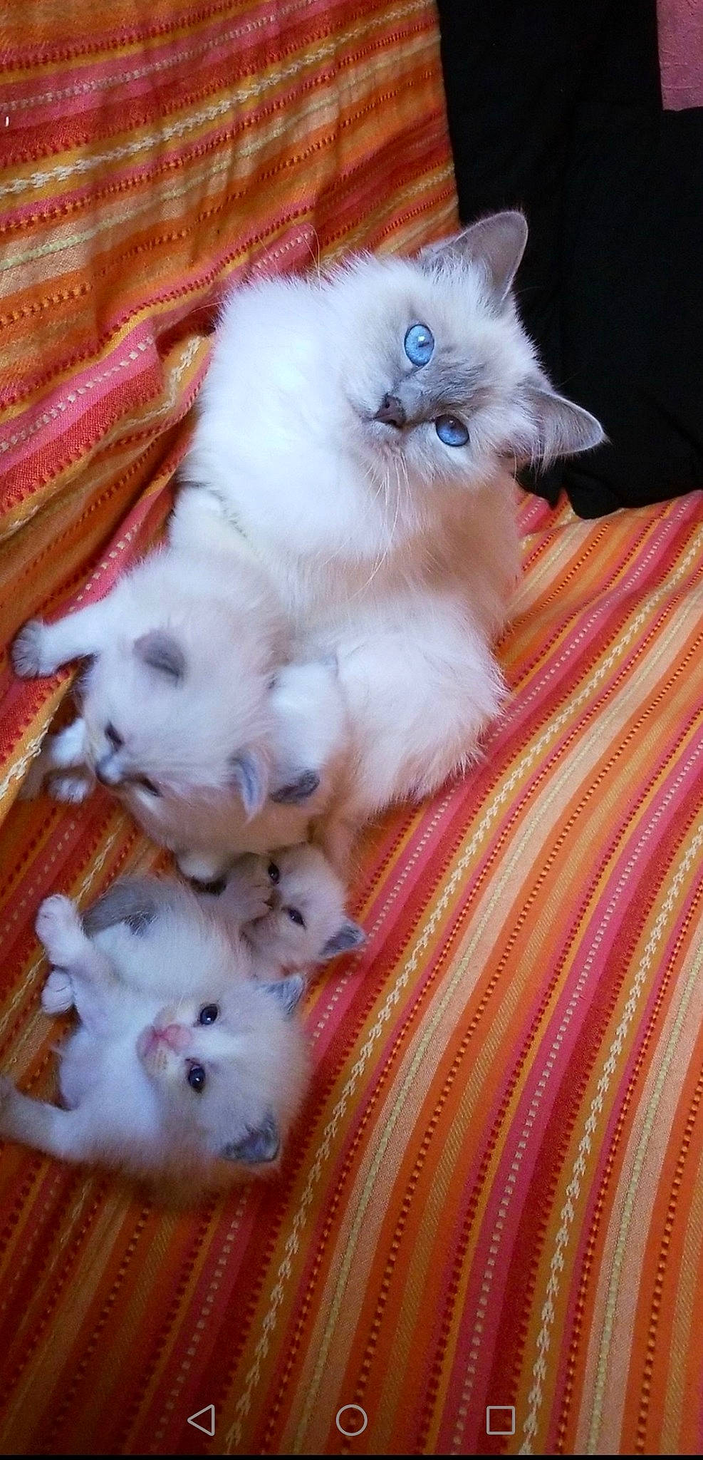 Neige participe au concours pour gagner de l'argent avec cette photo : british_longhair, carnivore, cat, claw, companion_dog, fawn, felidae, fur, hardwood, paw, persian, ragdoll, small_to_medium_sized_cats, tail, thai, whiskers