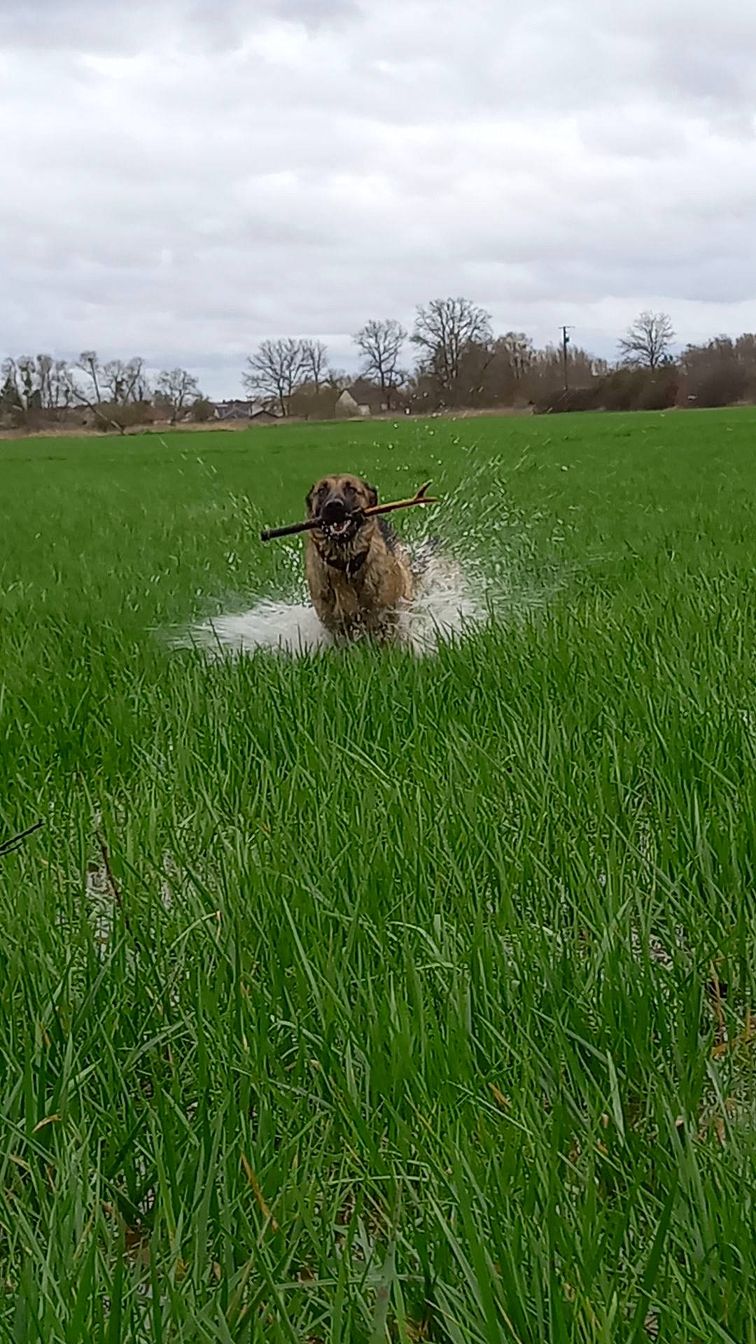 Loula participe au concours pour gagner de l'argent avec cette photo : agriculture, canidae, carnivore, cloud, companion_dog, dog, dog_breed, fawn, grass, grassland, lawn, meadow, natural_landscape, people_in_nature, plant, prairie, sky, sporting_group, tree, working_animal