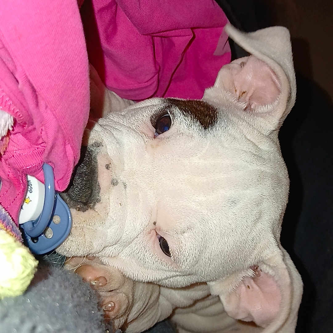 Bandyto participe au concours pour gagner de l'argent avec cette photo : animal, baby, bodypart, bostonbull, boxer, bulldog, canine, clothing, dog, face, finger, frenchbulldog, hand, hat, head, knitwear, person, pet, pitbull, sweater