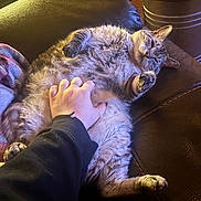 Easton joined the competition — help win amazing prizes! cat, cat_face, cat_paw, pet, human_hand, belly, belly_rub, sofa, leather_sofa, blanket, fur, relaxed, sleepy, indoor, cozy, ring, close_up, petting, living_room, tabby