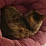 Heméra a rejoint le concours — aidez-le/la à gagner de superbes lots ! bed, carnivoran, cat, cat_like_mammal, flooring, fur, kitten, mammal, nap, skin, sleep, small_to_medium_sized_cats, vertebrate, whiskers