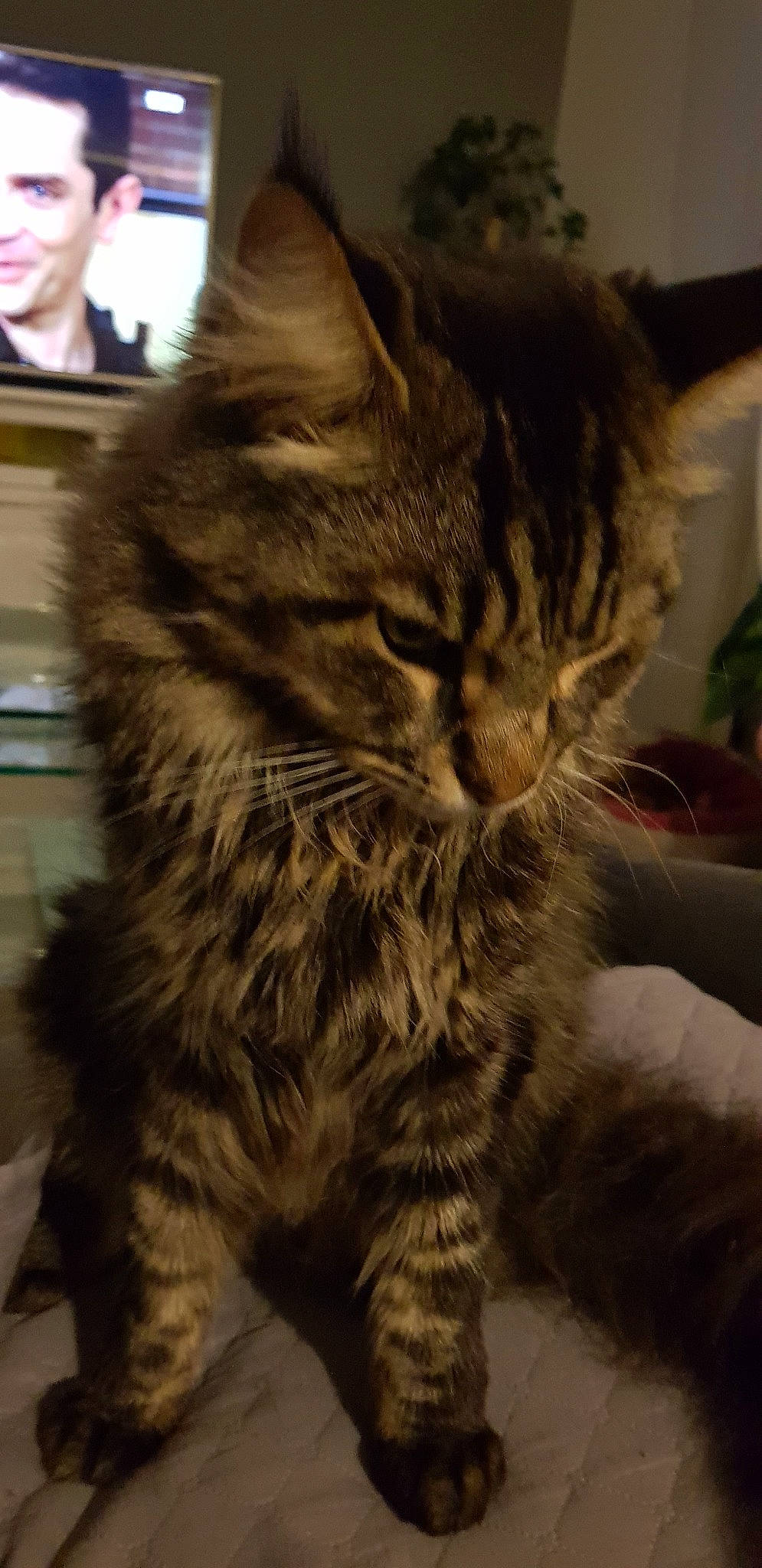 Lewis participe au concours pour gagner de l'argent avec cette photo : american_shorthair, carnivoran, cat, cat_like_mammal, domestic_long_haired_cat, domestic_short_haired_cat, dragon_li, eye, fur, joy, kitten, maine_coon, mammal, norwegian_forest_cat, person, pixie_bob, siberian, small_to_medium_sized_cats, snout, tabby_cat