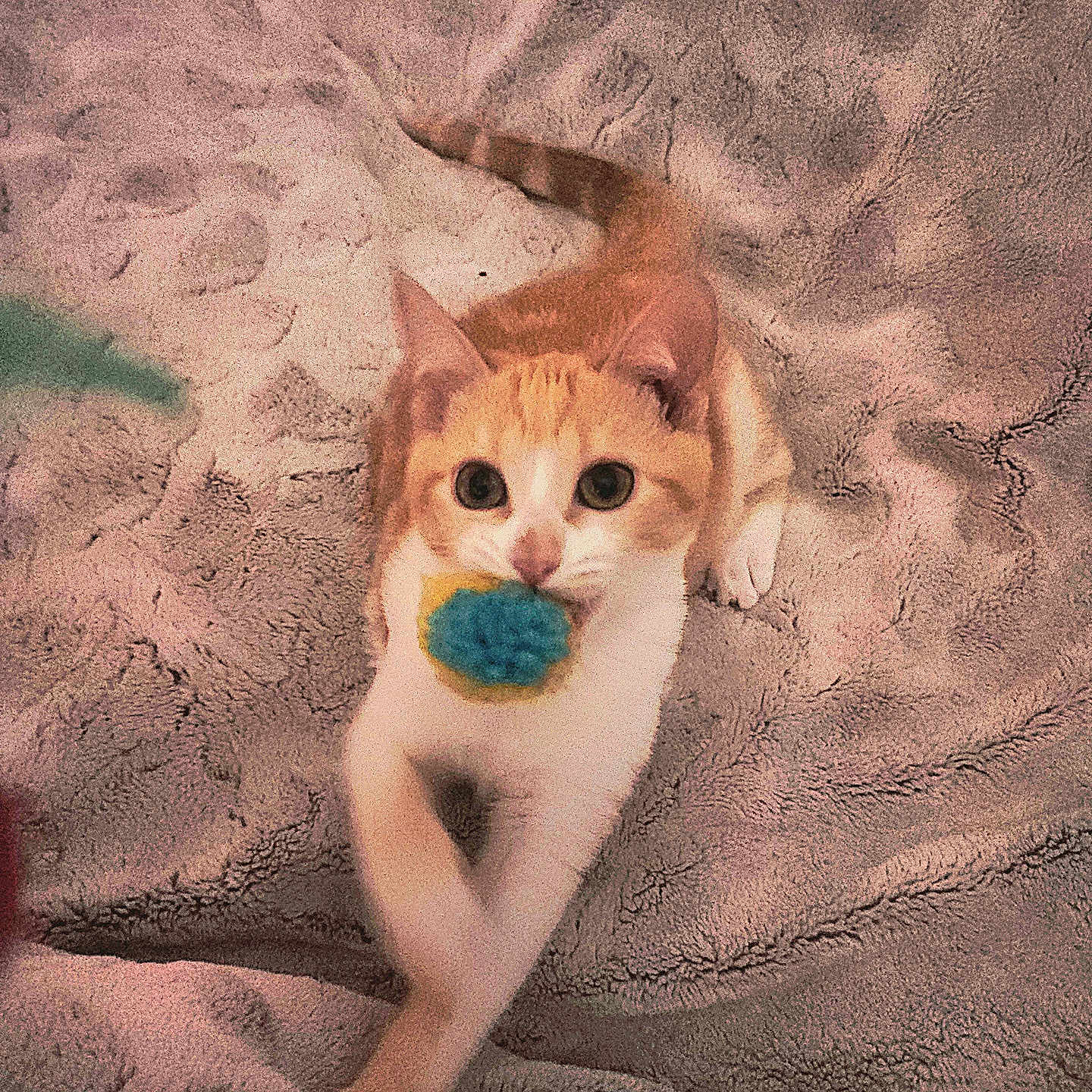 Nala a rejoint le concours — aidez-le/la à gagner de superbes lots ! animal, blanket, blue_toy, cat, closeup, cozy, crossed_legs, cute, domestic_cat, feline, furry, indoor, lying_down, orange_cat, pet, playful, relaxed, soft_texture, toy, white_cat