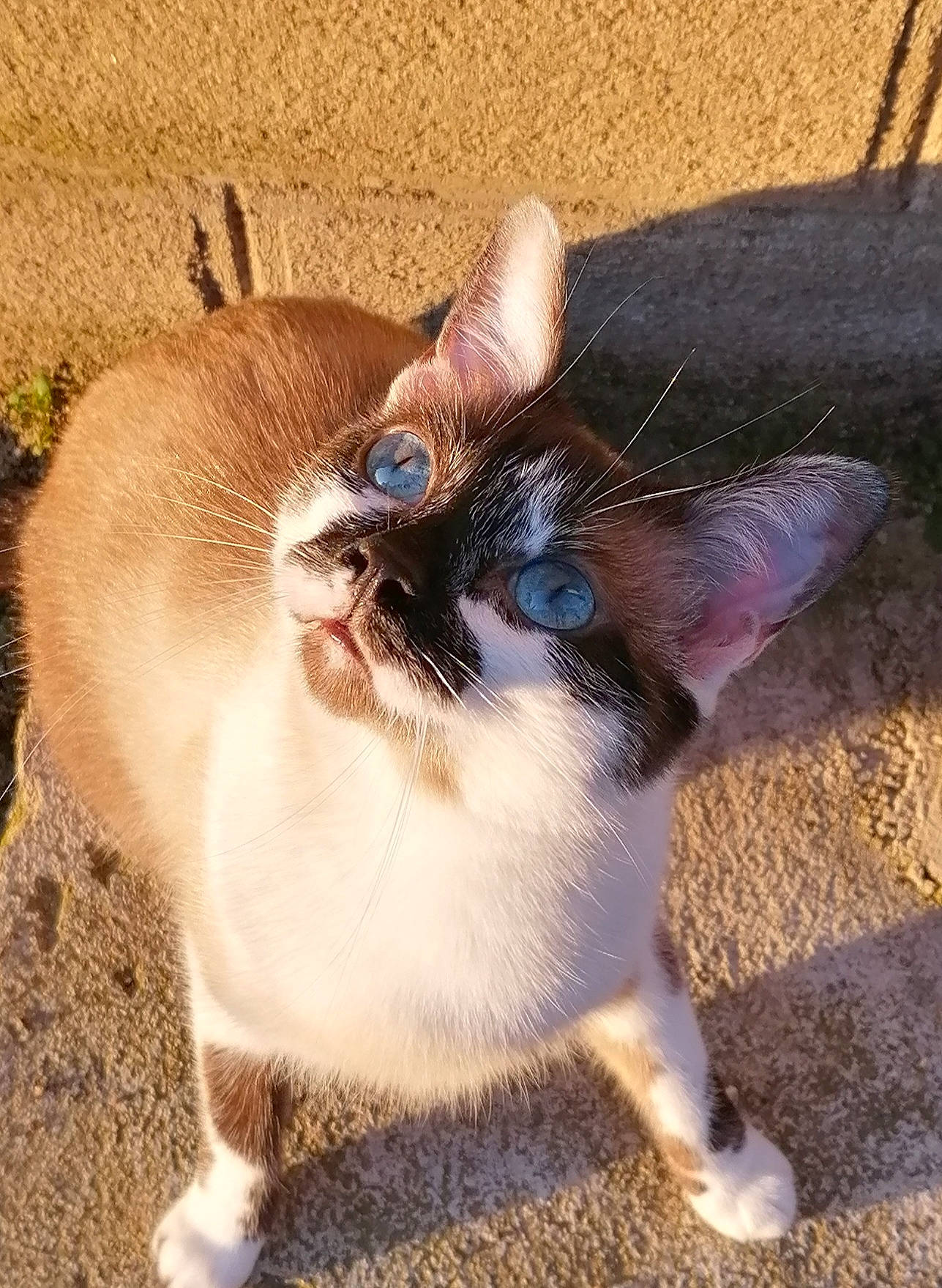 Ohana participe au concours pour gagner de l'argent avec cette photo : carnivore, cat, ear, fawn, felidae, grass, kitten, mammal, oriental_shorthair, small_to_medium_sized_cats, snout, whiskers