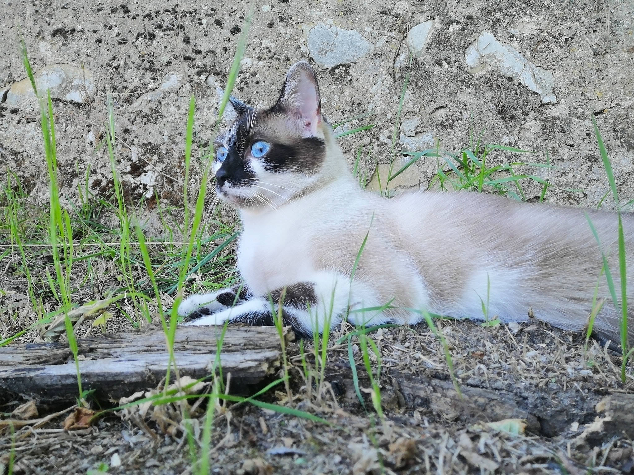 Ohana participe au concours pour gagner de l'argent avec cette photo : asian, balinese, carnivore, cat, domestic_short_haired_cat, eye, fawn, felidae, grass, kitten, mammal, ojos_azules, plant, siamese, small_to_medium_sized_cats, snowshoe, thai, tonkinese, whiskers, wildlife