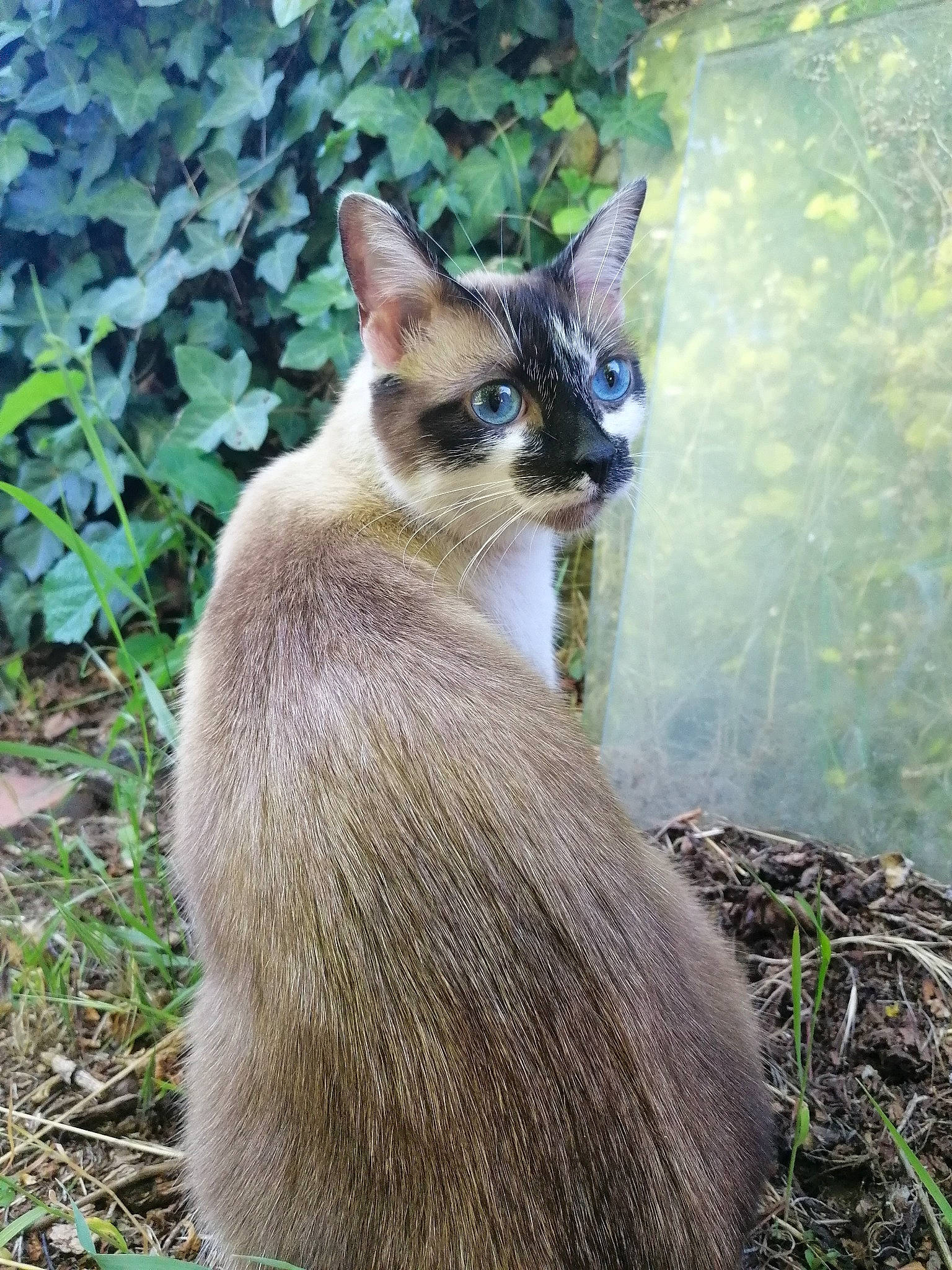 Ohana participe au concours pour gagner de l'argent avec cette photo : balinese, carnivore, cat, fawn, felidae, grass, plant, siamese, small_to_medium_sized_cats, tail, thai, tonkinese, whiskers, wildlife