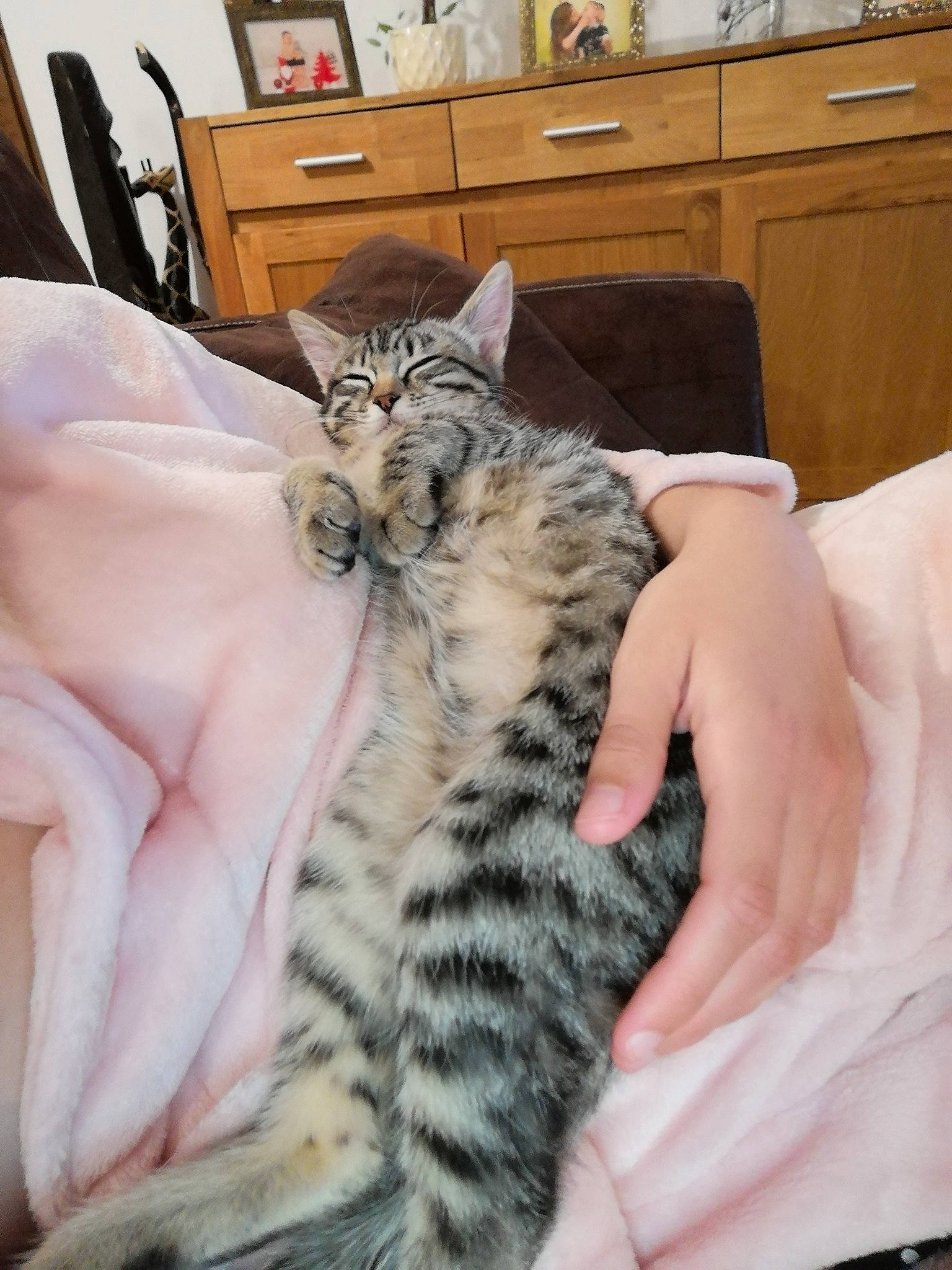 Rose participe au concours pour gagner de l'argent avec cette photo : american_shorthair, asian, australian_mist, bengal, california_spangled, carnivore, cat, domestic_short_haired_cat, dragon_li, egyptian_mau, european_shorthair, felidae, kitten, mammal, pixie_bob, small_to_medium_sized_cats, sokoke, tabby_cat, vertebrate, whiskers