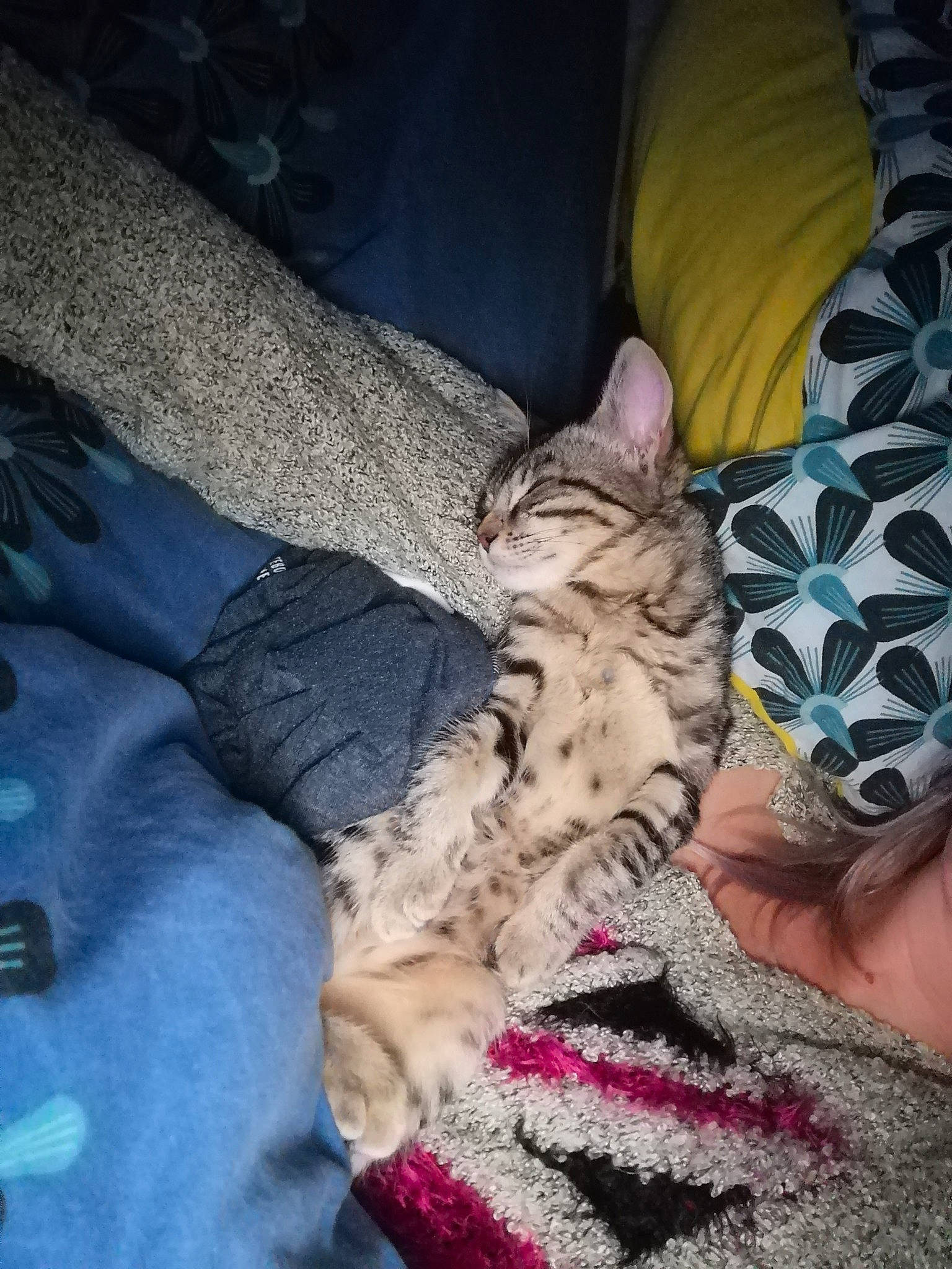 Rose a rejoint le concours — aidez-le/la à gagner de superbes lots ! carnivore, cat, egyptian_mau, european_shorthair, felidae, fur, kitten, leg, nap, paw, pixie_bob, sleep, small_to_medium_sized_cats, tabby_cat, whiskers