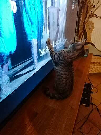 Rose a rejoint le concours — aidez-le/la à gagner de superbes lots ! bengal, carnivore, cat, egyptian_mau, felidae, floor, flooring, hardwood, interior_design, kitten, laminate_flooring, living_room, ocicat, room, savannah, small_to_medium_sized_cats, tail, whiskers, wood, wood_flooring