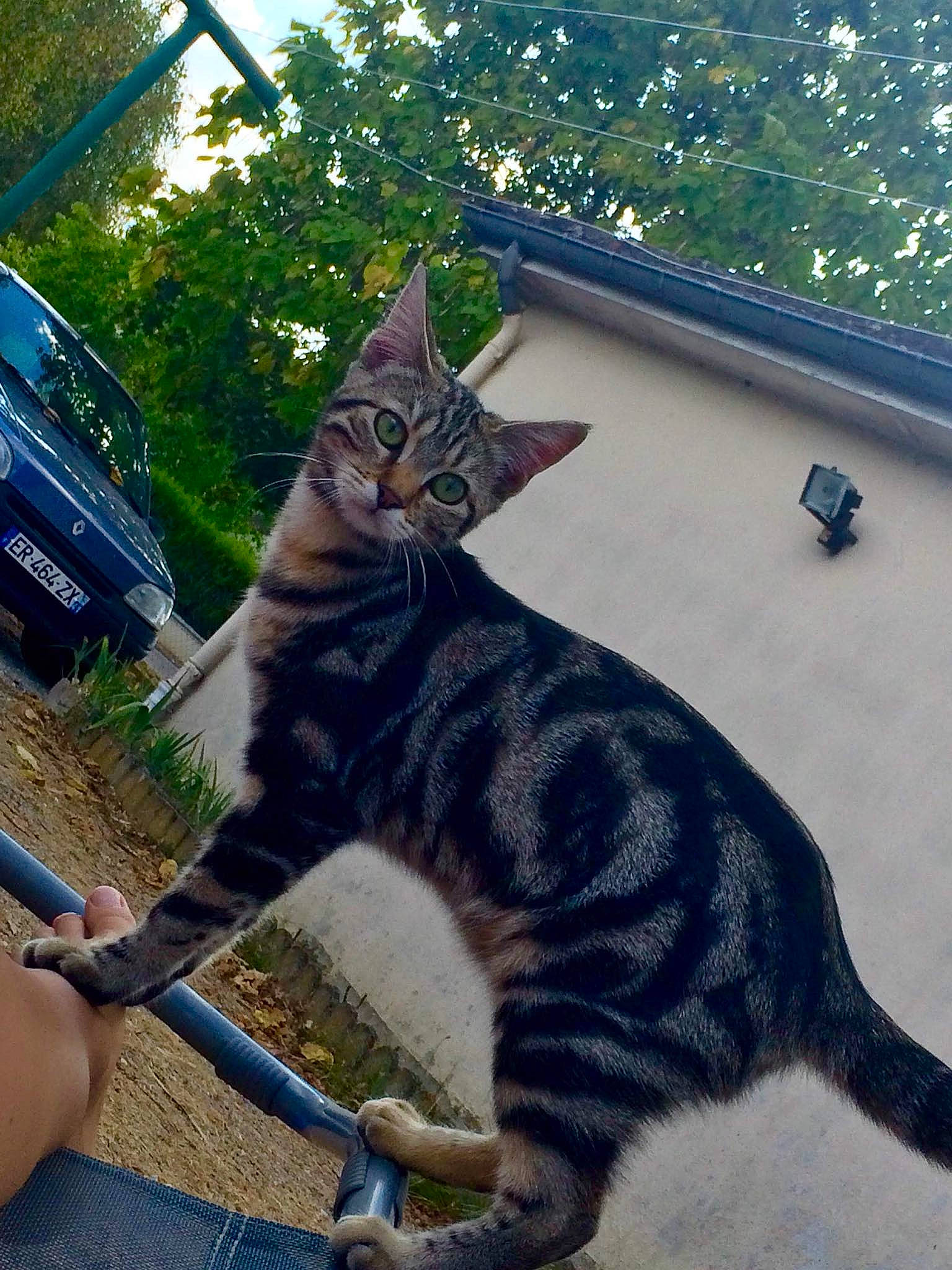 Nala a rejoint le concours — aidez-le/la à gagner de superbes lots ! aegean_cat, asian, carnivore, cat, domestic_short_haired_cat, dragon_li, european_shorthair, felidae, kitten, mammal, ocicat, small_to_medium_sized_cats, tabby_cat, tail, toyger, vertebrate, wheel, whiskers