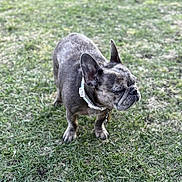 Ruby is registered to the contest to win money with this photo: dog, french_bulldog, brindle, grass, outdoor, pet, collar, canine, animal, small_dog, standing, nature, mammal, ears, snout, fur, daylight, green, closeup, quiet