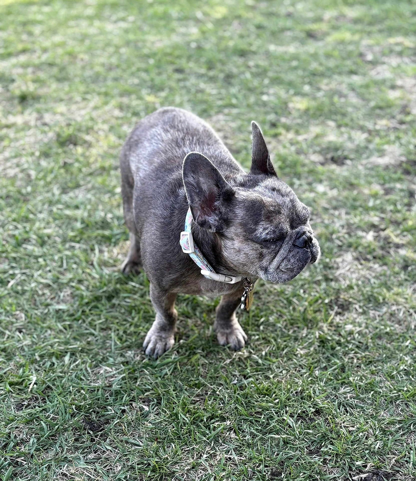 Ruby is registered to the contest to win money with this photo: dog, french_bulldog, brindle, grass, outdoor, pet, collar, canine, animal, small_dog, standing, nature, mammal, ears, snout, fur, daylight, green, closeup, quiet