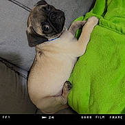 Caramelo is registered to the contest to win money with this photo: dog, pug, puppy, couch, blanket, green_blanket, gray_couch, pet, animal, lying_down, looking_up, indoor, cute, small_dog, fur, face, ears, collar, snout, nostalgic