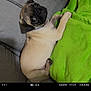 dog, pug, puppy, couch, blanket, green_blanket, gray_couch, pet, animal, lying_down, looking_up, indoor, cute, small_dog, fur, face, ears, collar, snout, nostalgic