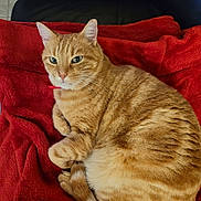 Pompon a rejoint le concours — aidez-le/la à gagner de superbes lots ! abyssinian, animal, architecture, blanket, building, cat, chair, couch, cushion, furniture, hardwood, homedecor, indoors, kitten, livingroom, manx, person, pet, room, wood