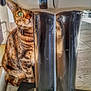 cat, tabby_cat, green_eye, boots, rain_boots, curious, peeking, wooden_floor, indoor, striped_fur, pet, animal, feline, close_up, playful, cozy, shiny, black_boots, whiskers, ears