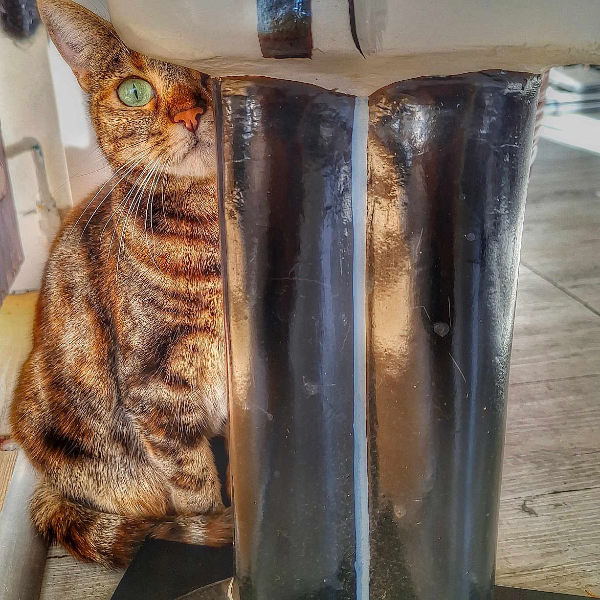 Chouille a rejoint le concours — aidez-le/la à gagner de superbes lots ! animal, black_boots, boots, cat, close_up, cozy, curious, ears, feline, green_eye, indoor, peeking, pet, playful, rain_boots, shiny, striped_fur, tabby_cat, whiskers, wooden_floor