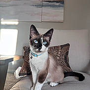 Tiramisu joined the competition — help win amazing prizes! animal, blue_eyes, cat, close_up, collar, couch, cute, decor, domestic_animal, fur, furniture, indoor, living_room, pet, pillow, portrait, siamese_cat, sitting, sunlight, whiskers