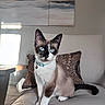 animal, blue_eyes, cat, close_up, collar, couch, cute, decor, domestic_animal, fur, furniture, indoor, living_room, pet, pillow, portrait, siamese_cat, sitting, sunlight, whiskers