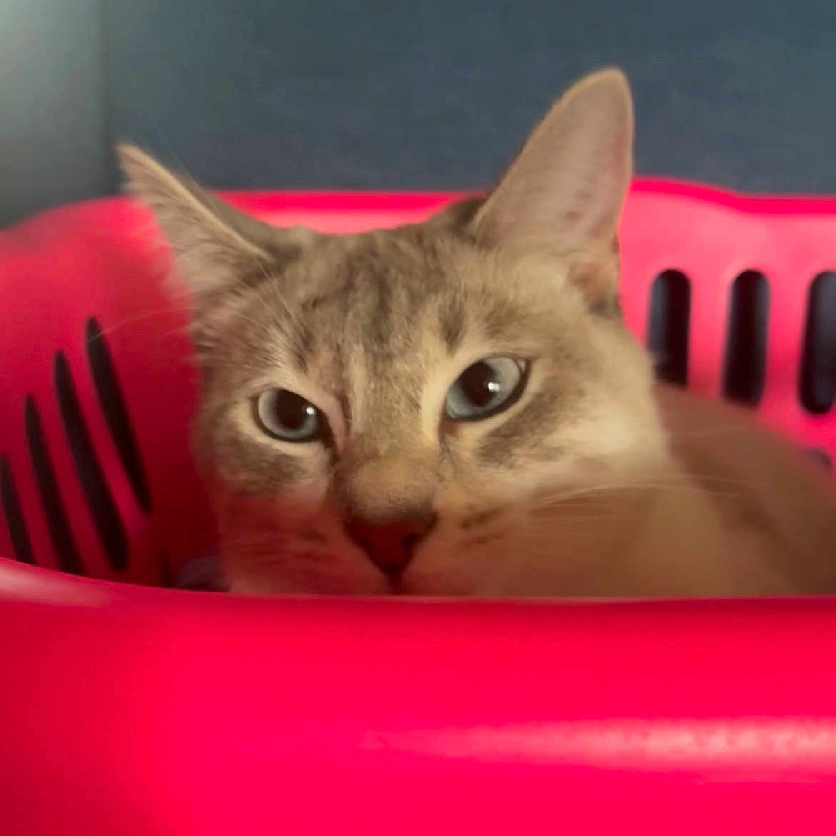 Snowy joined the competition — help win amazing prizes! animal, basket, cat, closeup, container, curious, cute, domestic, ears, eyes, face, feline, fur, home, indoor, pet, pink, portrait, relaxed, resting