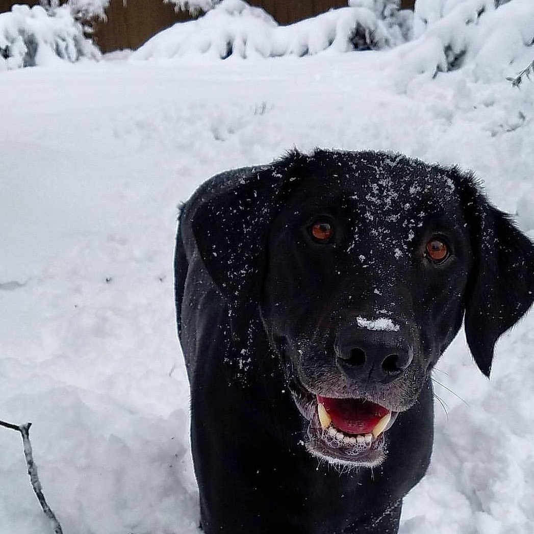 Mogley joined the competition — help win amazing prizes! canidae, carnivore, curly_coated_retriever, dog, dog_breed, flat_coated_retriever, freezing, hunting_dog, labrador_retriever, pointing_breed, retriever, snout, snow, sporting_group, winter