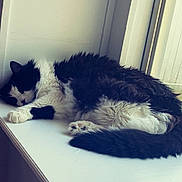Rocket joined the competition — help win amazing prizes! cat, sleeping, windowsill, black_and_white, fluffy, indoor, pet, animal, resting, cozy, natural_light, feline, fur, window, relaxing, quiet, home, calm, cute, domestic